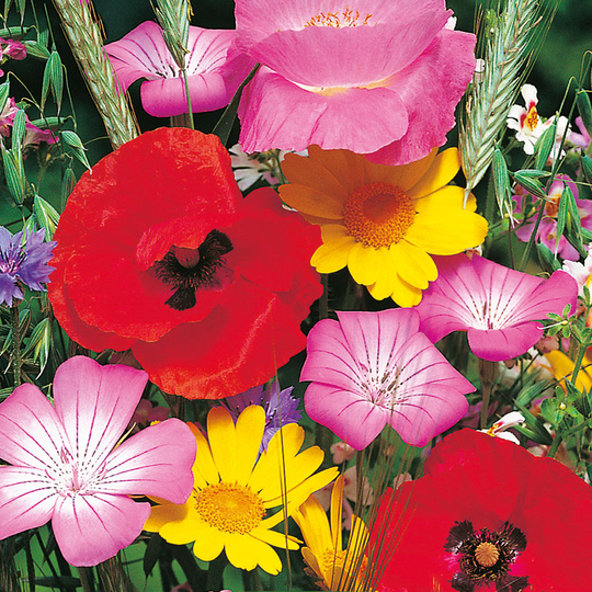 Blomstermix för humlor och fjärilar, ekologisk