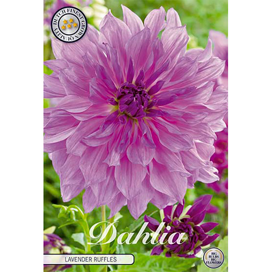 Dekorativdahlia 'Lavender Ruffles'