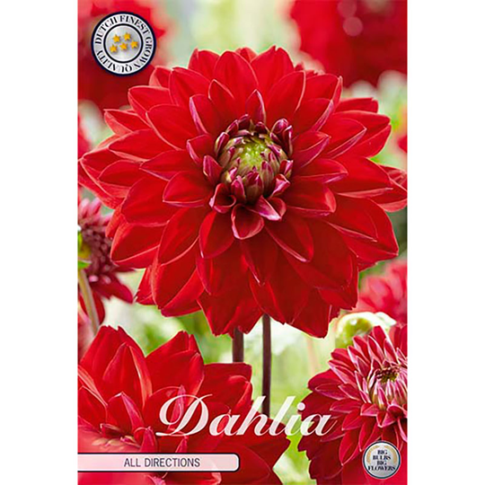 Dekorativdahlia 'All Directions'