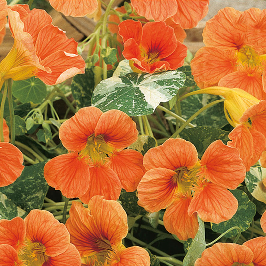 Indiankrasse 'Alaska Salmon Orange'