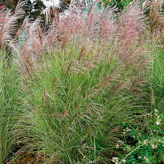 Glansmiskantus 'Morning Light'