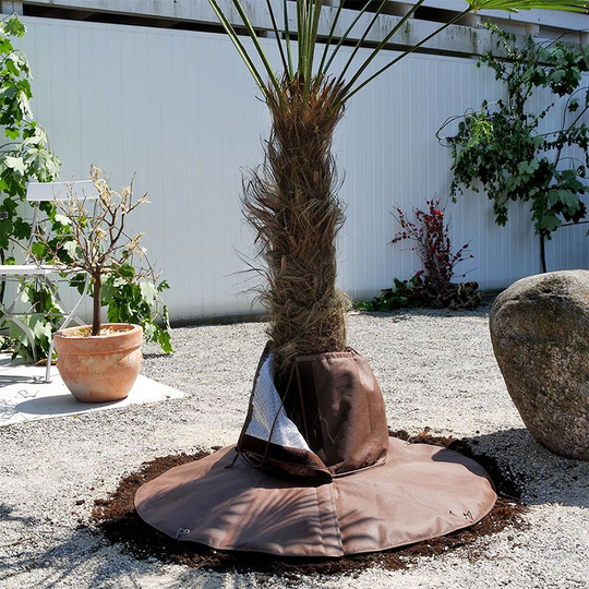 Rotskydd Palm, övervintring