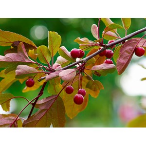Rönnbärsapel st 90-110 cm