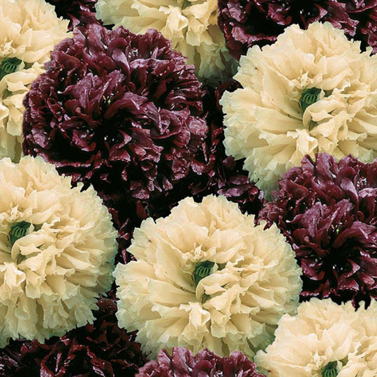 Vallmo 'Irish Velvet'