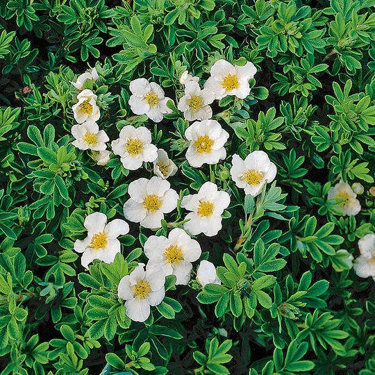 Trädgårdstok 'Tilford Cream'