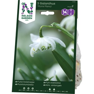 Snödroppe Nelson Garden Fylld Vit