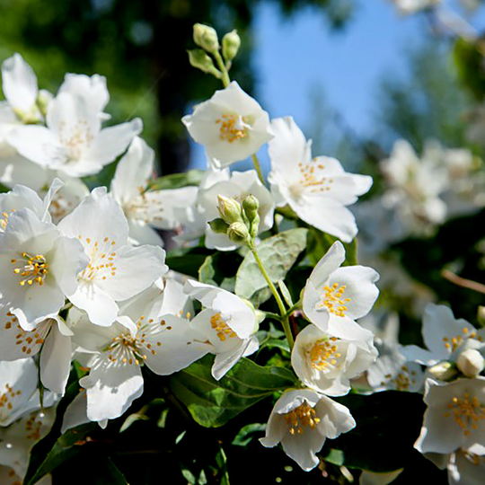 Smultronshersmin 'Mont Blanc'