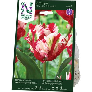 Nelson Garden Papegojtulpan Estrella Rijnveld Röd/Vit