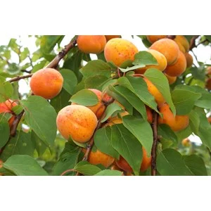 Aprikos 'Orangered'