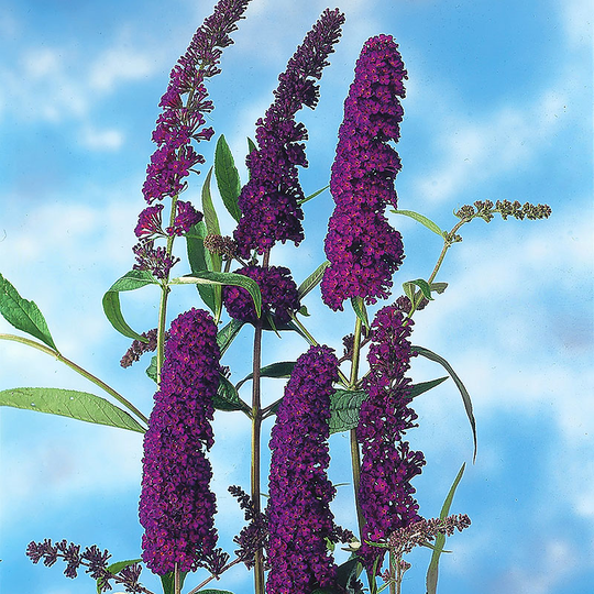 Syrenbuddleja 'Black Knight'