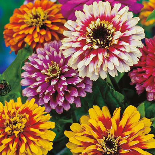 Zinnia 'Whirlygig Improved Mixed'