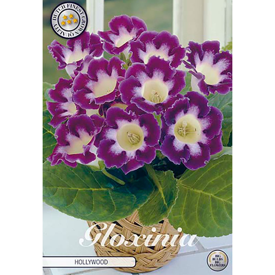 Gloxinia 'Hollywood'