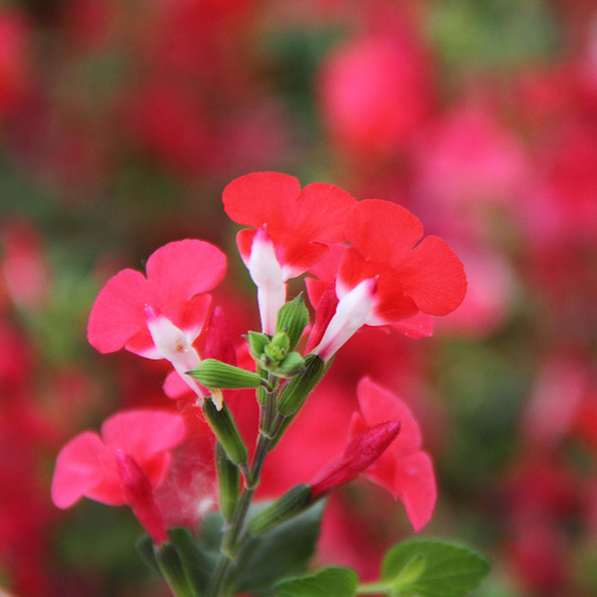 Salvia 'Hot Lips', 3-pack