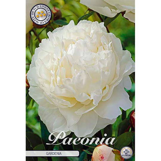 Luktpion 'Gardenia'