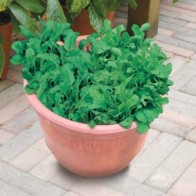Rucola, Mix