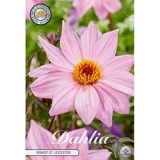 Piondahlia 'Bishop of Leicester'