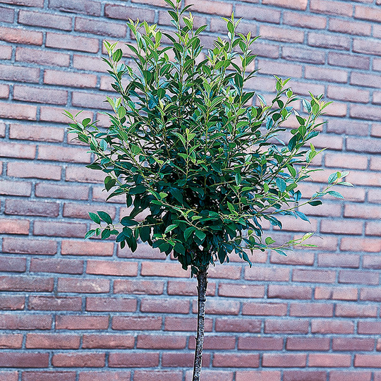 Klotkörsbär, Prunus eminens Umbraculifera 'Globosa', 100-120 cm