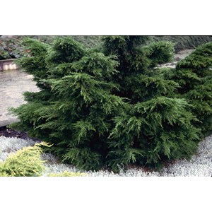 Trädgårds-en 'Mint Julep', 30-35 cm 1-pack