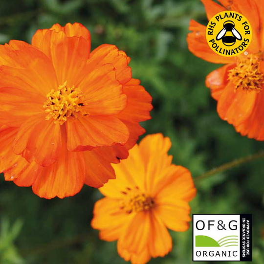 Rosenskära 'Sulphur Orange', ekologisk