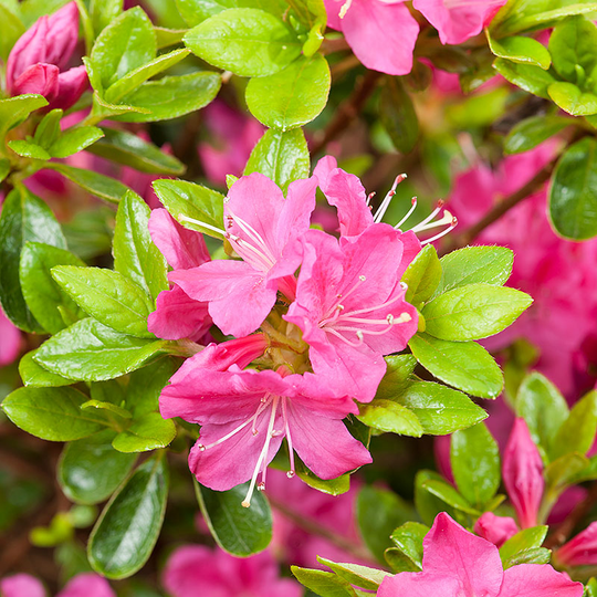 Rhododendron 'Kermesina' (Japansk azalea)