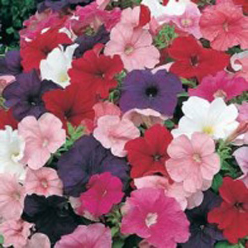 Petunia 'Special Multiflora', mix