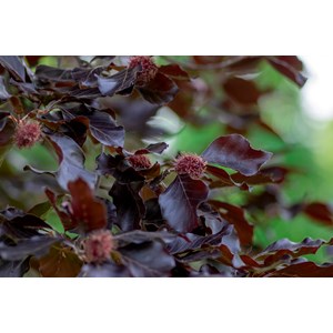 Blodbok 'Purpurea' Högstam st.omf 8-10 cm