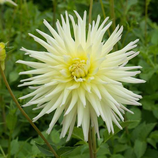 Kaktusdahlia 'Shooting Star'
