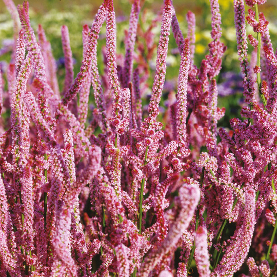 Axrisp 'Pink Pokers'
