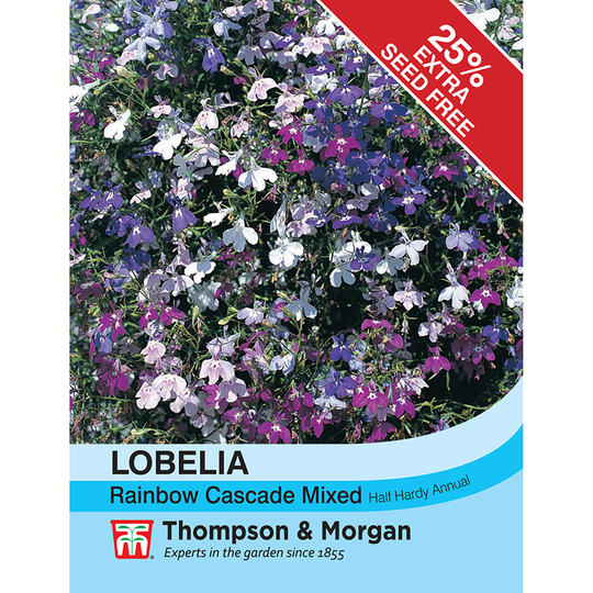 Hänglobelia 'Rainbow Cascade Mixed'