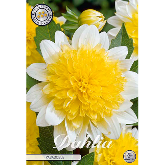 Halskråsdahlia 'Pasadoble'
