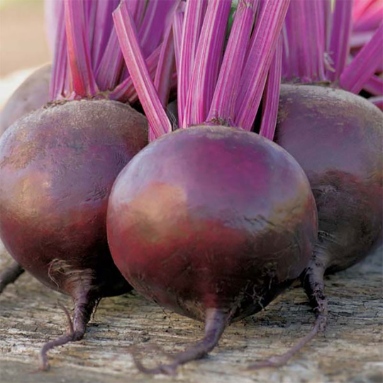 Rödbeta 'Bettollo' F1