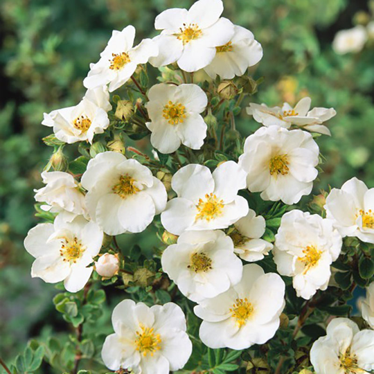 Trädgårdstok 'Sandved', 10-pack