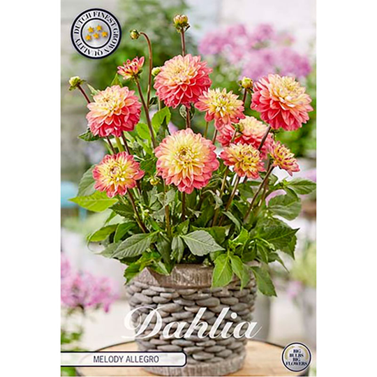 Dekorativdahlia 'Melody Allegro'