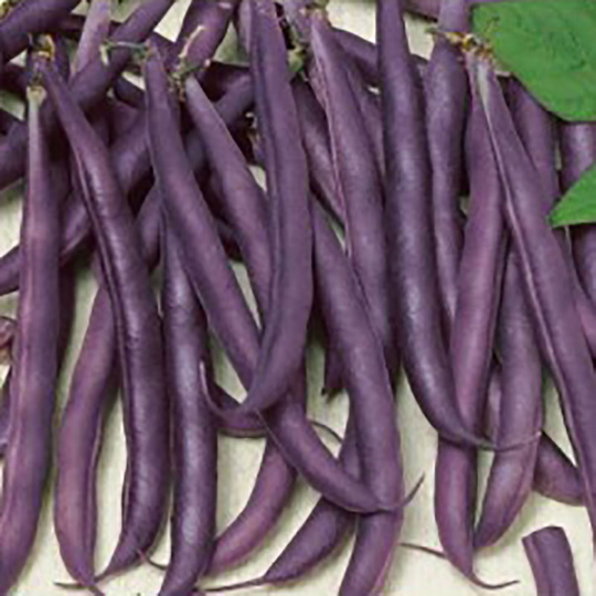 Brytböna 'Amethyst'