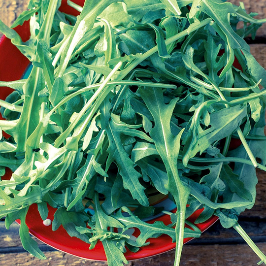 Sandsenap, vild rucola 'Voyager', ekologisk