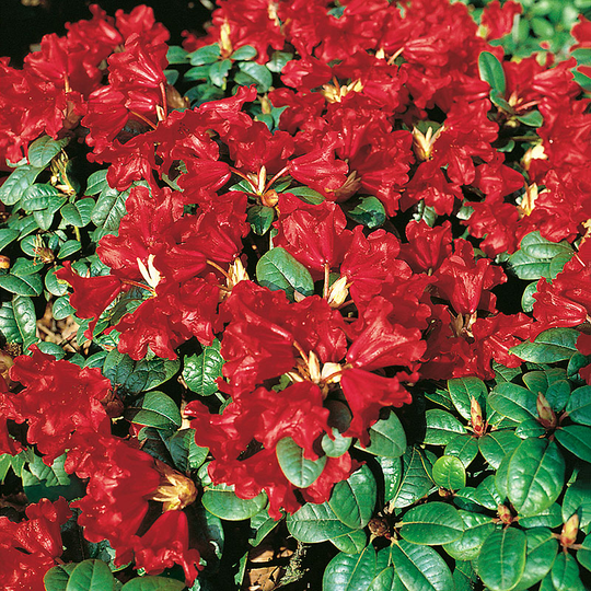 Rhododendron 'Scarlet Wonder'