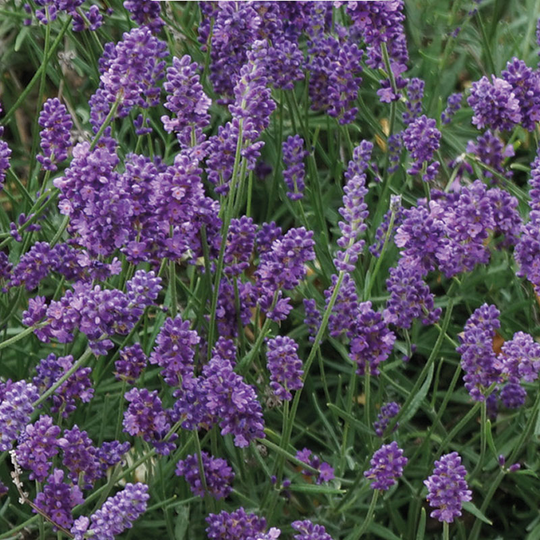 Lavendel 'Mini Blue'