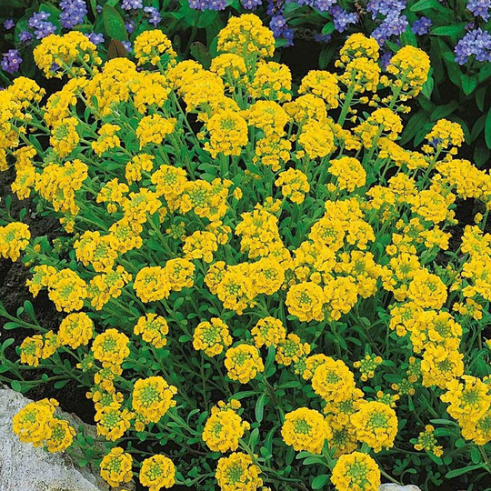 Strandkrassling, liten stenört, Alyssum yellow