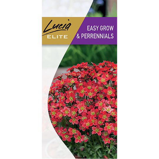 Rosenbräcka 'Rocco Red'