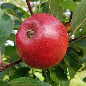 Äpple 'Folke' E inkl. uppbindningskit