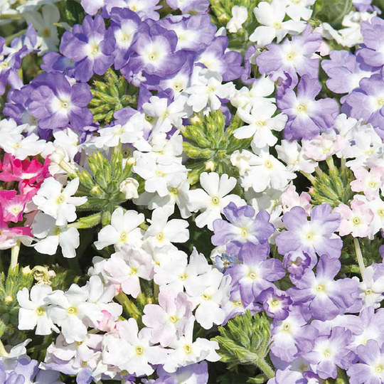 Verbena 'Scentsation'