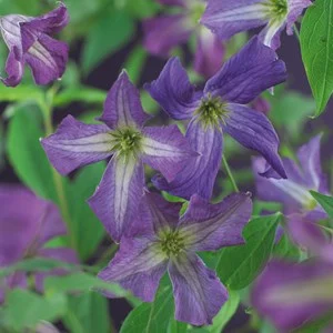 Klematis Viticella Blåviolett, 3-pack
