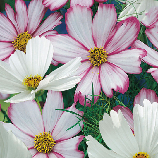 Rosenskära 'Peppermint Rock'