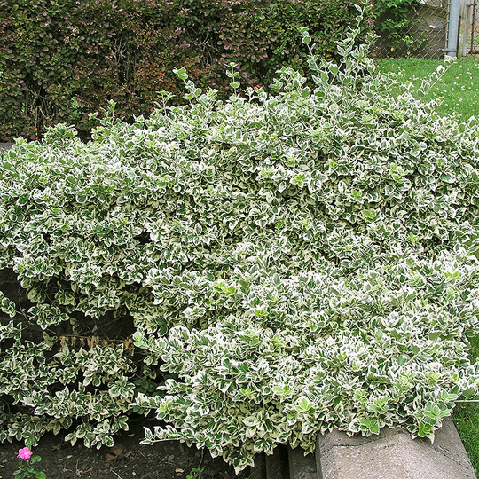 Klätterbenved 'Emerald Gaiety'