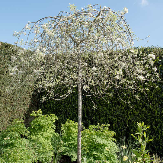 Silverpäron 'Pendula', 80-90 cm