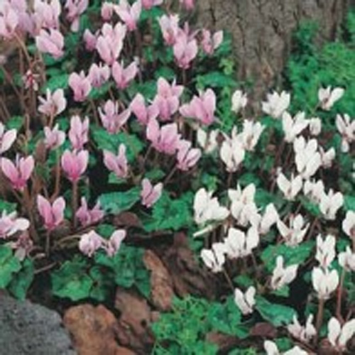 Cyklamen, perenn mix