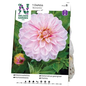 Vårlök Nelson Garden Näckrosdahlia Bonesta Hög, Rosa