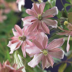Klematis Montana 'Broughton Star' 3-pack