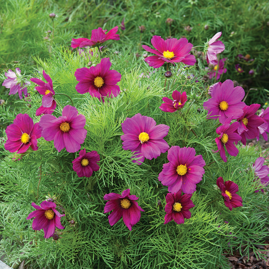 Rosenskära 'Candyfloss Red'