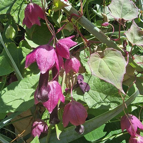Törnrosas kjortel 'Purple Bell Vine'